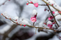 谁惹柔肠千百度