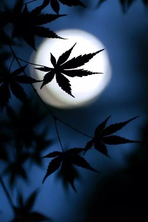 我有唐诗里的一万颗星,你有酒吗?